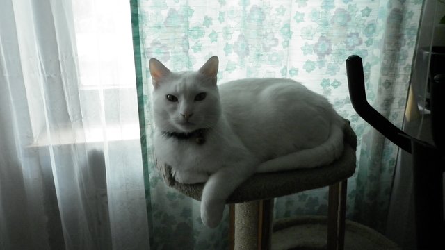 Das ist mein " Shiroi " ( weiss in Japanisch ) weisser Kater geb.:10.5.2010 wohnt bei mir in NÜRNBERG-NORD !