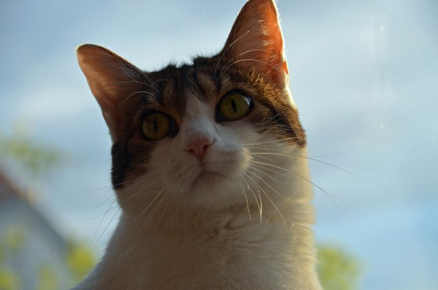 Lilly