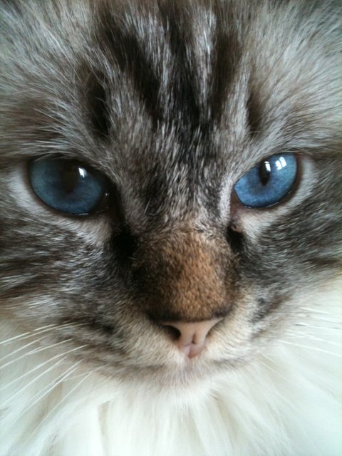 Siammix Schiele ist ein Liebling von Heike Rubsch.... | Foto: oh