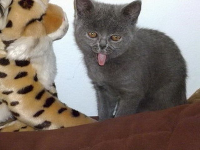 Britisch Kurzhaar Katze Mia übt das Zungen blecken