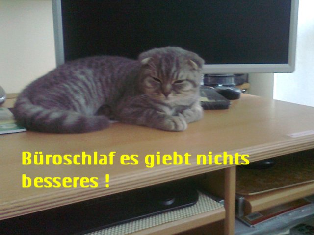 Kater Oscar hat die richtige Lösung gefunden. Ob das nicht auch etwas fürs Herrchen wäre? | Foto: oh