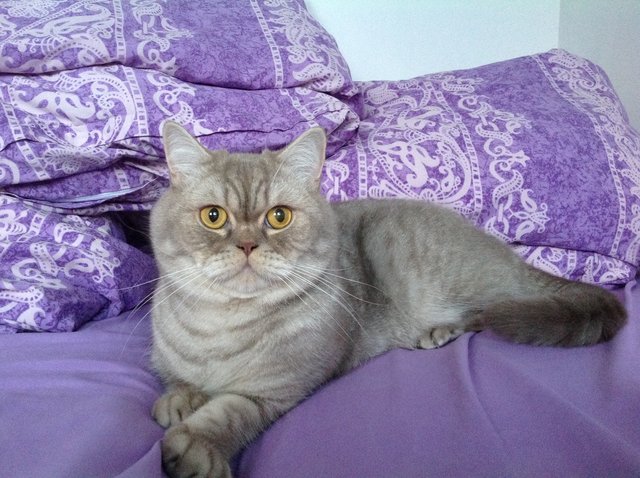 Prinz