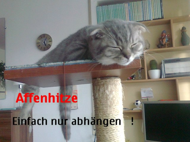 Herrchen Bernd Kretschmar kann gut mitfühlen: Die letzten Wochen waren nicht einfach für Kater Oscar. Sein Motto lautet (siehe Bild) ;-) | Foto: oh
