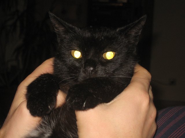 unser aller Lieblingskater Whiskey (in memoriam)