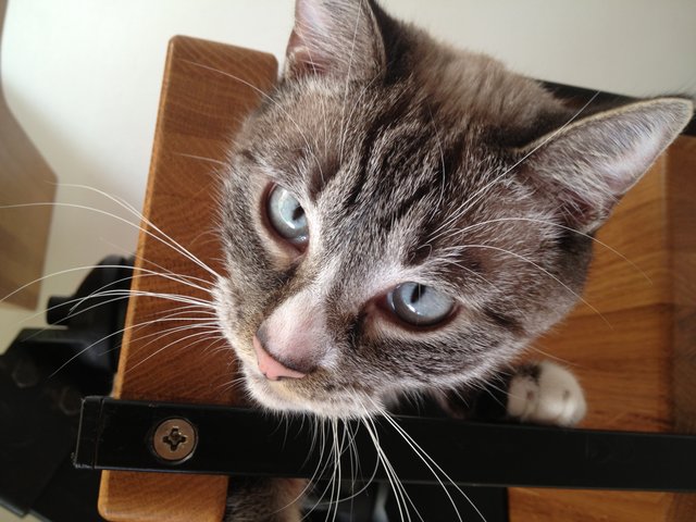 ... und der "heilige Birma" Gizmo der andere. | Foto: oh