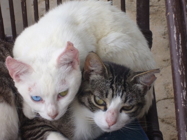Das ist wahre Liebe: Bowie (l.) beschützt Burli | Foto: oh