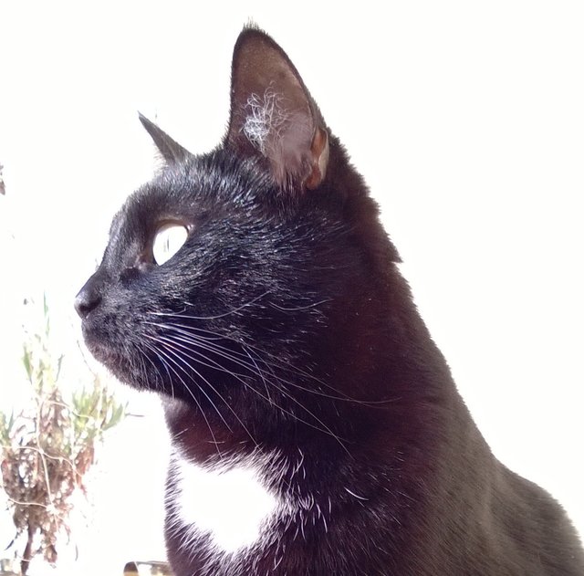 Markus Kettembeil hat seine Katze Eli im Profil abgelichtet. | Foto: oh