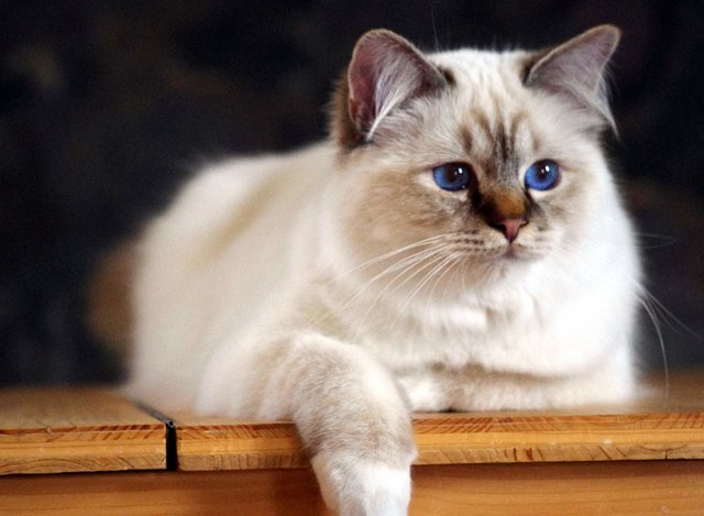 Wonderful Smilie von Dinau in der Farbe chocolate-tabby-point