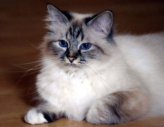 Heilige Birma, Hanuschka von Dinau in der Farbe seal-tabby-point