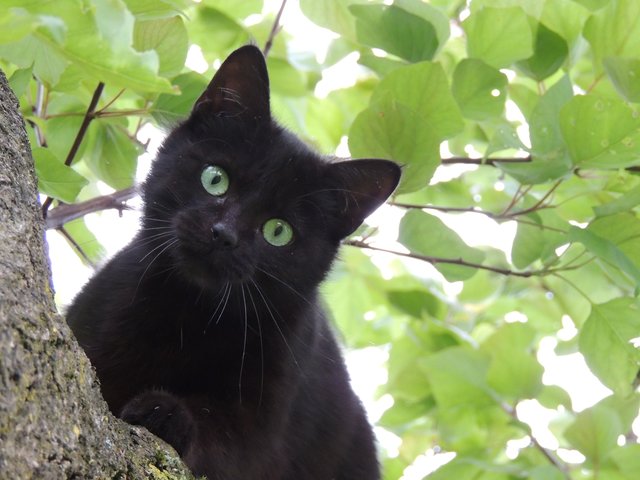 Cleo