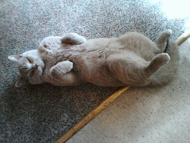 Grau in Grau... Norbert Voits 8 Monate alter Kater Mucki | Foto: oh