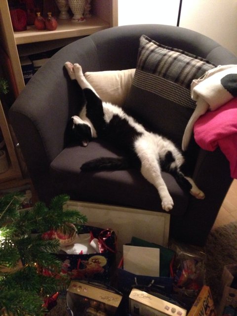 Gute Nacht.. Luki liegt schon in Position :)