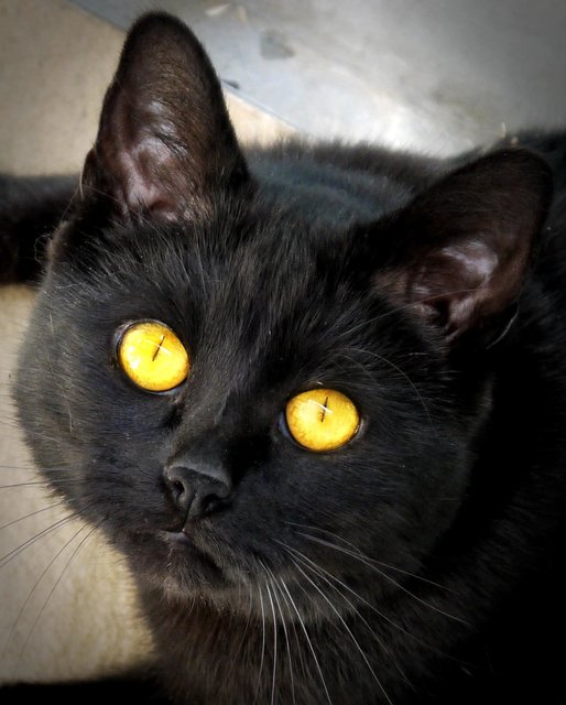 Kater Merlin, eingesandt von Andrea Neumüller. | Foto: oh