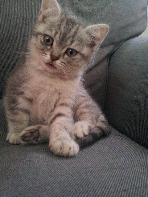 Ein hochprozentiges Duo: Sandra Seibolds Kater Whiskey... | Foto: oh