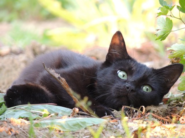 Cleo