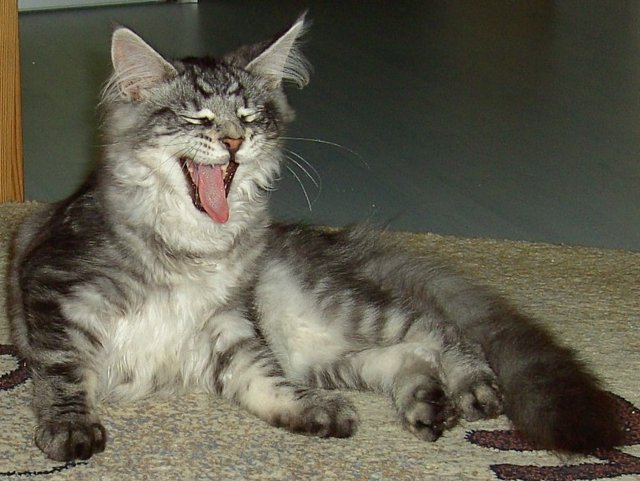 Hundemüde... Barbara Gaugler-Nickels Kater Pride. | Foto: oh