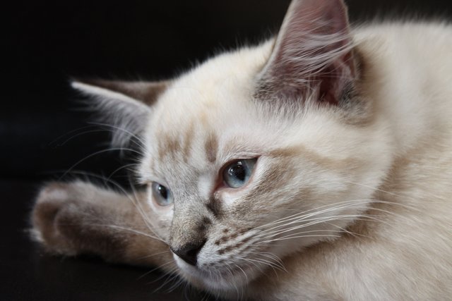 Sahira (Rufname: Sari) - Ragdoll-Dame