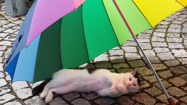 Bestens geschützt gegen Regen und Sonne ist die Katze von Claudia Schwab. | Foto: oh