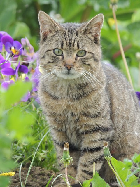 Krümel