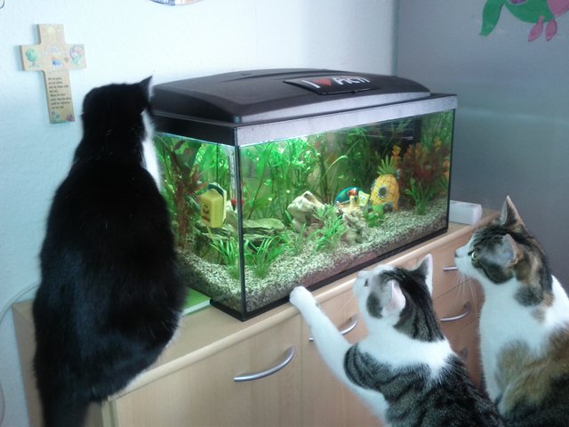 ...die Katzen hingegen sind von ganz anderen Tieren fasziniert. Fische sowie Katzen gehören zu Familie Proksch. | Foto: oh