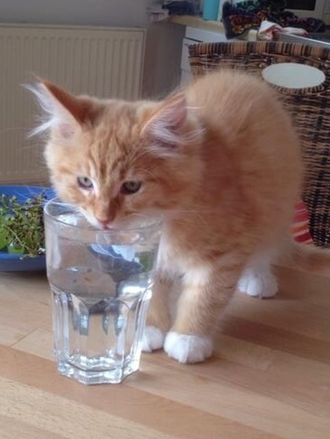 Niedliches Kätzchen mit Wasserglas. | Foto: oh