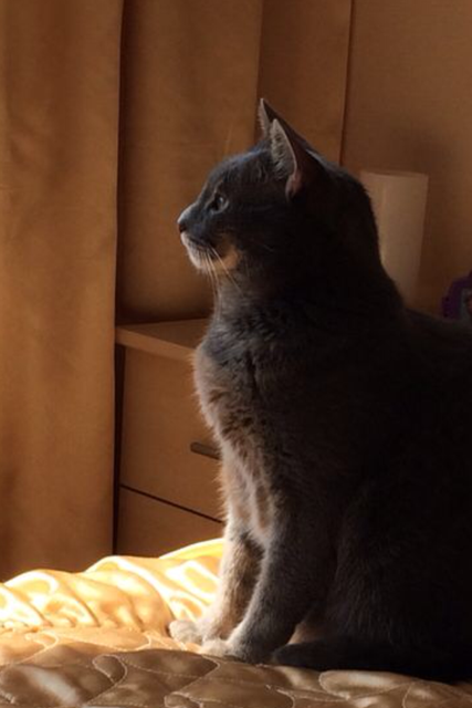 Ganz nachdenklich... die Katze von Elena Freimut. | Foto: oh