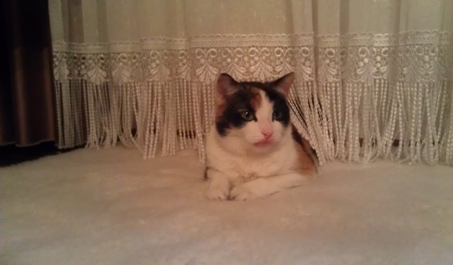 unsere Katze Emilie