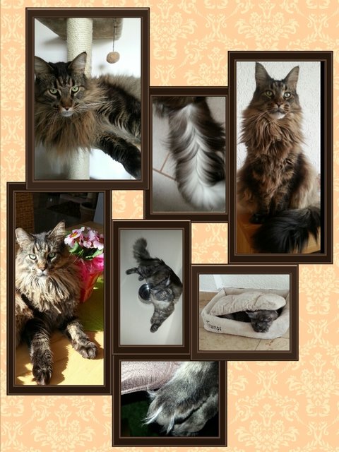 Eine Collage der Miezen