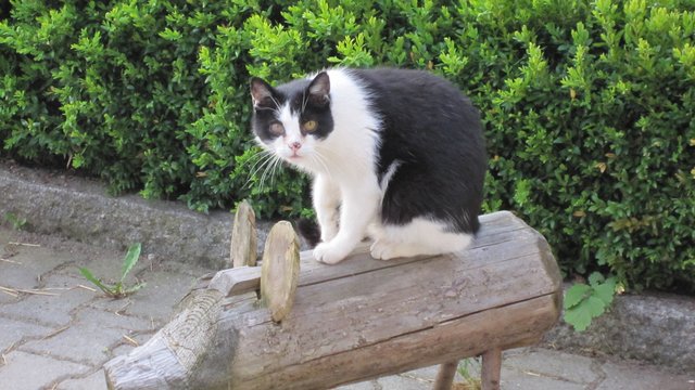 Finger weg, das ist meins (Kater Brösel und sein Schweinchen)