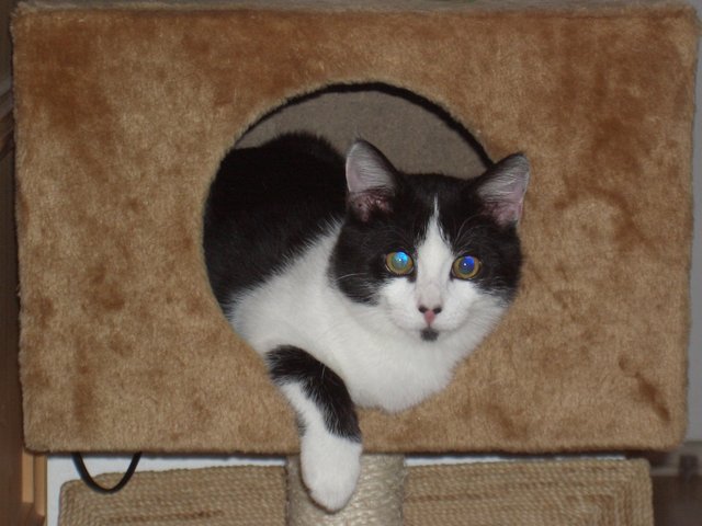.... an Kater Timmy,.... | Foto: oh