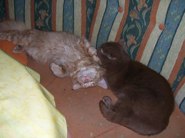 Petra Wittmanns Foto zeigt Fritz und Chico beim Schmusen. | Foto: oh