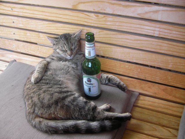 Na dann: PROST! Irene Steibs Katze genießt ein kühles Bier. | Foto: oh