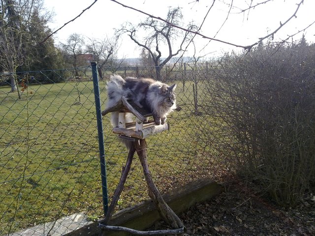 Katze oder Vogel... | Foto: oh