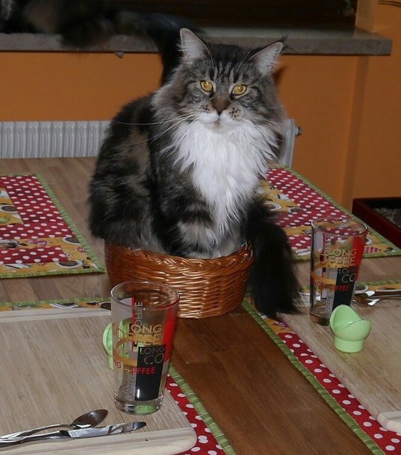 Es ist angerichtet! kein Platz mehr für Frühstücksbrötchen. Unsere Luna!