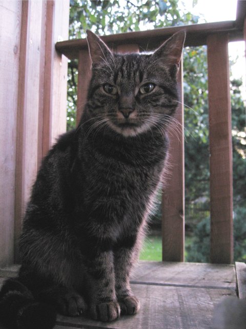 Schnurri sonnt sich auf ihrem Balkon. | Foto: oh