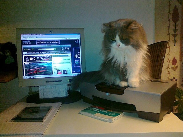 "Wo ist die Maus?", fragt sich Edelgard Schelters Katze Mona. | Foto: oh