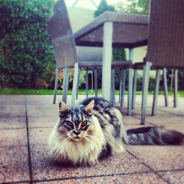 Valentina Seemanns Katze. | Foto: oh