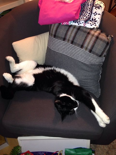 so lässt es sich aushalten :) Luki chillt auf seinem Sessel