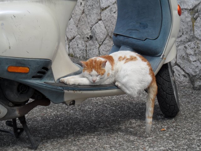Ein Schläfchen auf dem Moped hat uns Reinhard Steinmüller geschickt. | Foto: oh