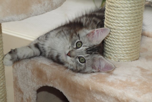Ingo Klotz stellt vor: Sein Main-Coon Baby Teddy im Alter von vier Monaten. | Foto: oh