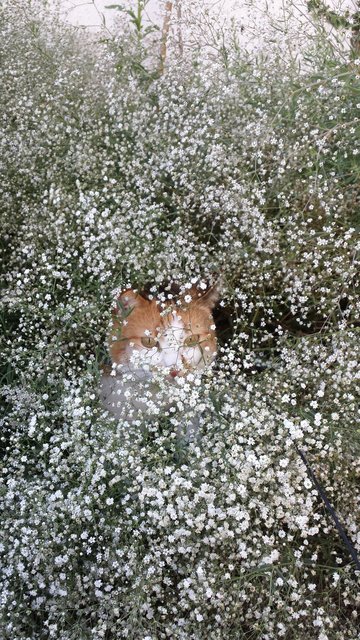 In den Blumen versteckt sich die Katze von Ursula Vitzthum. | Foto: oh