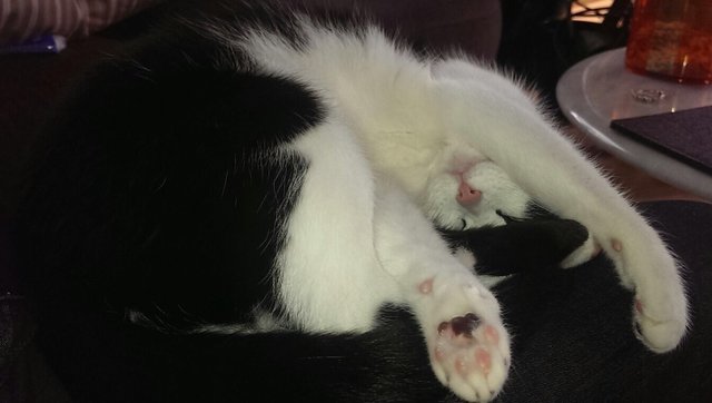 ...und dann ein ganz kleines Wollknäuel - Ninas Katze Sandy. | Foto: oh