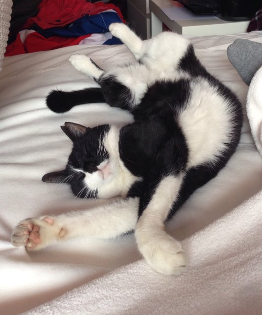 So schön kann ein Katzenleben sein! Luki beim chillen in Frauchens' Bett