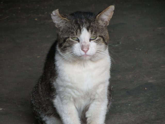 Kater Jerry ist ein richtiger Rumtreiber, der keiner Rauferei aus dem Wege geht