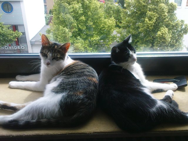 Rücken an Rücken liegen die beiden Katzen von Familie Proksch. | Foto: oh