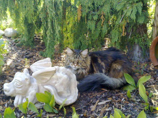 ...oder vielleicht doch ein Drache? Da kann man sich bei Barbara Gaugler-Nickels Katzen Pride und Cara nicht ganz sicher sein... | Foto: oh