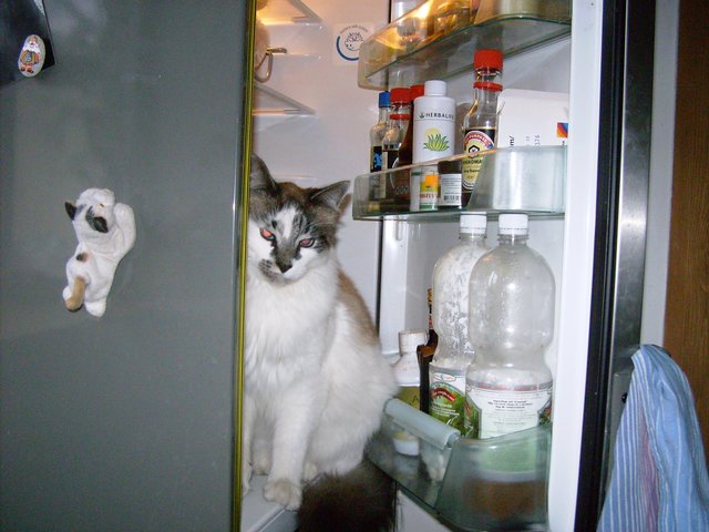 Abkühlung im Kühlschrank für Katze Vergissmichnicht... | Foto: oh