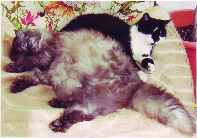 Billy und Benschy beim Mittagsschlaf | Foto: oh