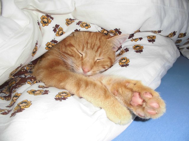 ...und dann einfach mal ausruhen von dem ganzen Stress. Kater Willi gehört zu Familie Hopf. | Foto: oh