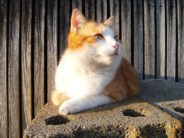 ...und das Leben genießen. So sieht das Kater Maxl von Yvonne Hosse | Foto: oh